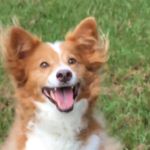 Christian Culhane - @spaghetti_the_borgi - Instagram
