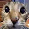 mrauguhhhh - @chrisculton - TikTok
