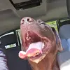 Chris and Gus - @chris.dake0 - TikTok