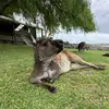 Chris_Damiani - @chris_damiani - TikTok