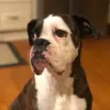 chrisdanielson86 - @chrisdanielson86 - TikTok