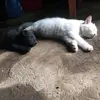 Christopher Danilo - @christopher.esfeoymalo - TikTok