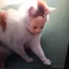 Chris - @_chrisdante_ - TikTok