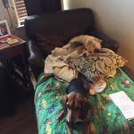 Chris Darin - @ihave3dogsnow - Instagram