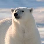 Chris Dass - @christobal_polarbear - Instagram