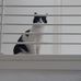 Chris Dau - Facebook