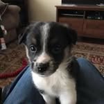 Chris Dauer - @dr_bowtie30 - Instagram