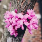Daughters of Christ - @daughtersofchrist7 - Instagram