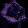 chrisdaum618 - @chrisdaum618 - TikTok