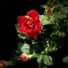 Chris Dedrick - @chris.dedrick - TikTok