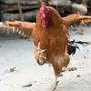 chrisdehaan25 - @chrisdehaan25 - TikTok
