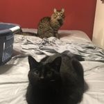 Chris De Melo - @gatsandfats - Instagram