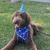 chris_dipper - @chris_dipper - TikTok