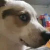 chris.derksen - @chris.derksen - TikTok
