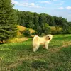 Christine Deshazo995 - @christinedeshazo16 - TikTok