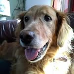 Chris Dettmann Pugsley - @lostdoggreen - Instagram