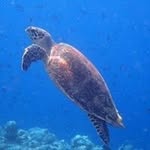 Chris Dickens - @chrisdickens571 - Instagram