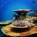 Chris Diener - @cjdiener007 - Instagram