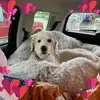 Chris Diersen - @chrisdiersen - TikTok