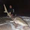 Chris Dilecce - @spacecoastsharker - TikTok