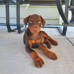 Christopher M. Dille - @chrisdille - Instagram