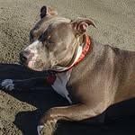Chris Dills - @dills3250 - Instagram
