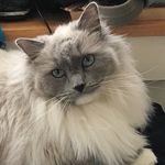 Chris DiMaio - @fluffykittykat88 - Instagram