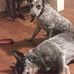 Chris Dimino - Facebook