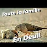 Dinaouz Mir_Dam - @chris_dinaouz - Instagram