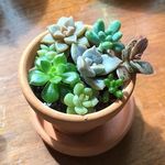 Christine | Seattle | UW ‘22 - @chrisdingplants - Instagram