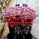 Chris DiPietro - @newleaf_g - Instagram