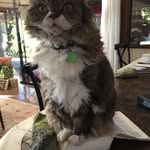 Chris Dobbin - @chrisdobbin4196 - Instagram