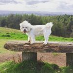 Chris Downing - @chrisjramb0 - Instagram