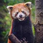 Chris Dreyer - @twistedknight_design - Instagram