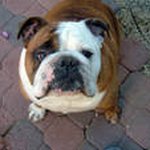 Chris Droste - @crazyforbullies - Instagram
