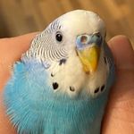 Alex 💙 & Demi 💚 | Dubai Budgie Birds - @chris_dubai_budgie - Instagram