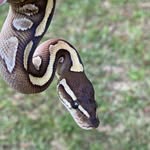 Chris Dufresne - @dufresnegallery_reptiles - Instagram