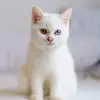 chrisduree6417 - @chrisduree6417 - TikTok