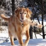 Christina Durling - @k9friend - Instagram