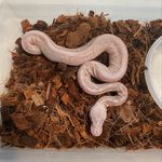 Chris dyck - @cdeez_snakes - Instagram