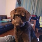 Chris Dyson - @chrisdyson446 - Instagram