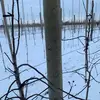 Chris Eckert - @chriseckert_ - TikTok