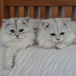 Chris Eeles - @chrispy121nz - Instagram