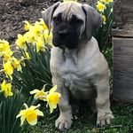 Peggy Martin / Chris Ehlers - @lionspointboerboels - Instagram