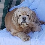 Astor - @christine.eichner1209 - Instagram