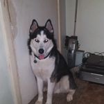 chriseisele - @chriseise - Instagram
