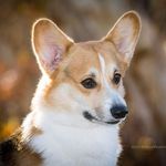 Chris Wangensteen-Eklund - @wangensteeneklund - Instagram