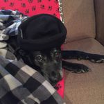 Chris Elardo - @chrizelardo - Instagram