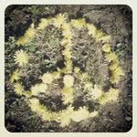 Christopher Elberson - @christopherelberson - Instagram