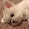 chriseldred - @kowelovestoys - TikTok